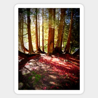 Forest Beams, Stourhead Landscape Gardens, UK Magnet